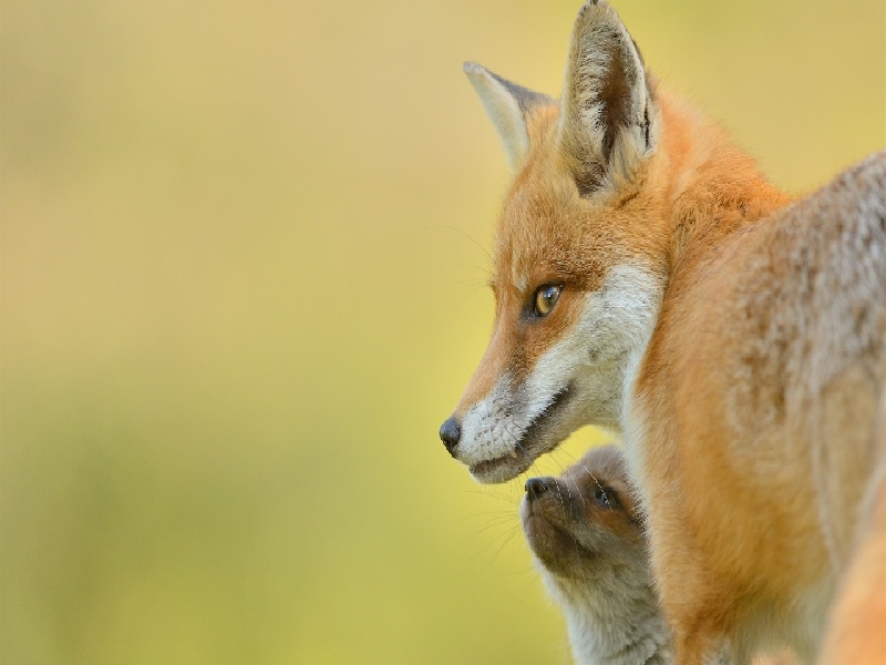 北京市代孕费用玻璃试管 手工非经期试管建档